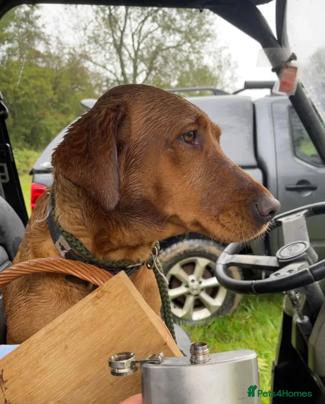 Labrador Retriever dogs for sale: Alan Jarvis Line Working Fox Red Labrador Puppies  - Advert 5