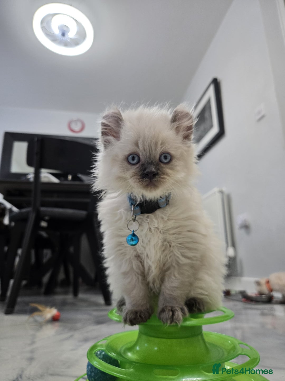 American Curl cats for sale: RARE, Unique, Affectionate American Curl Kittens!  - Advert 40