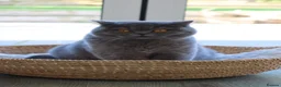 British Shorthair cats for sale: Stunning British Shorthair Blue Kittens - Licensed - Advert 1