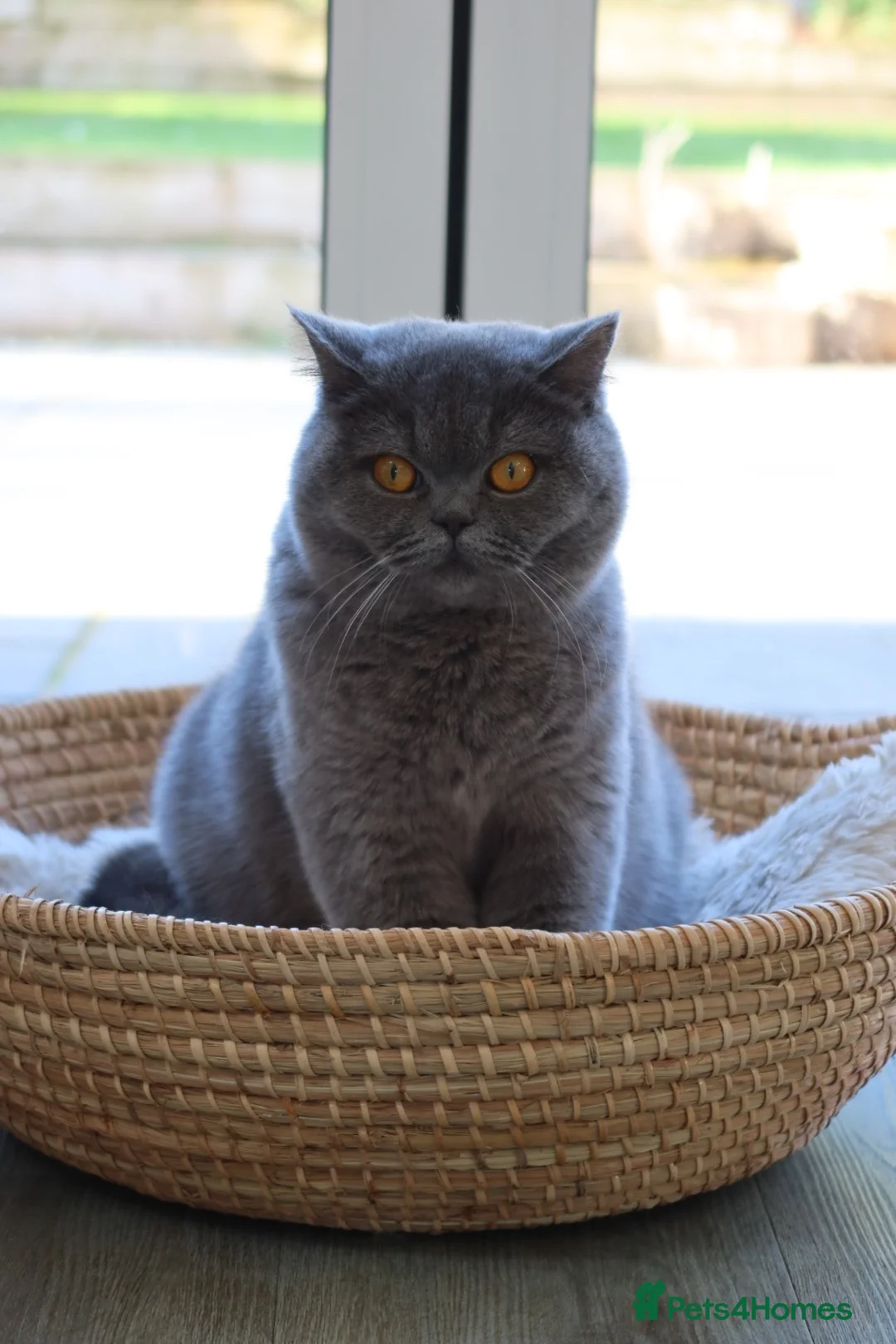British Shorthair cats for sale: Stunning British Shorthair Blue Kittens - Licensed - Advert 1
