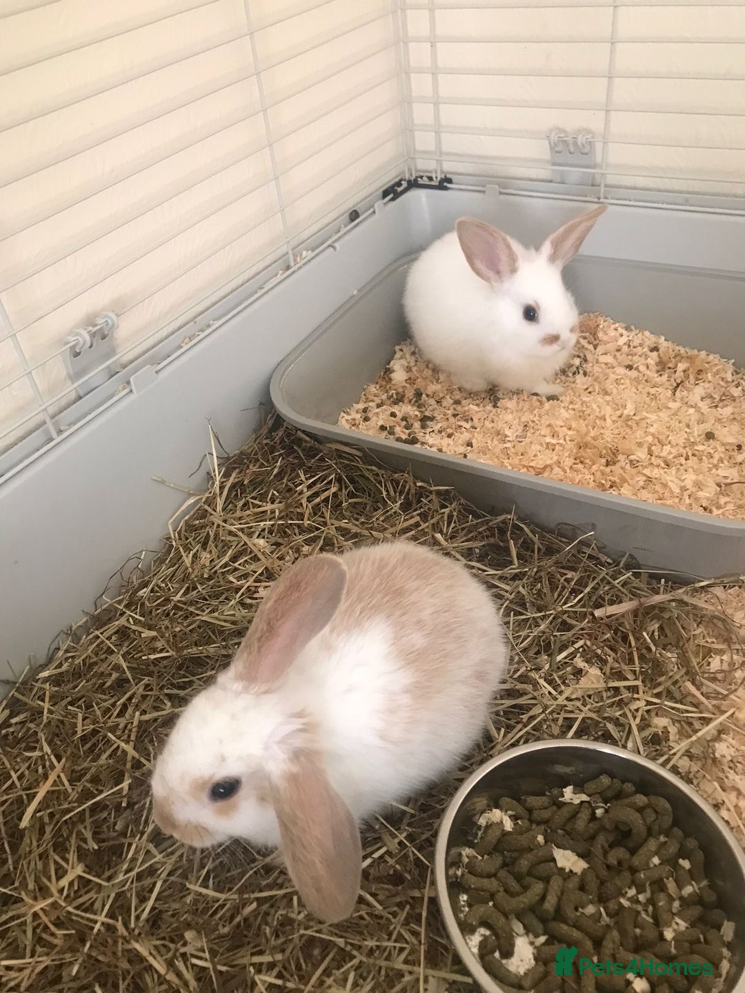 Mini Lop rabbits for sale: Baby rabbits  - Advert 2
