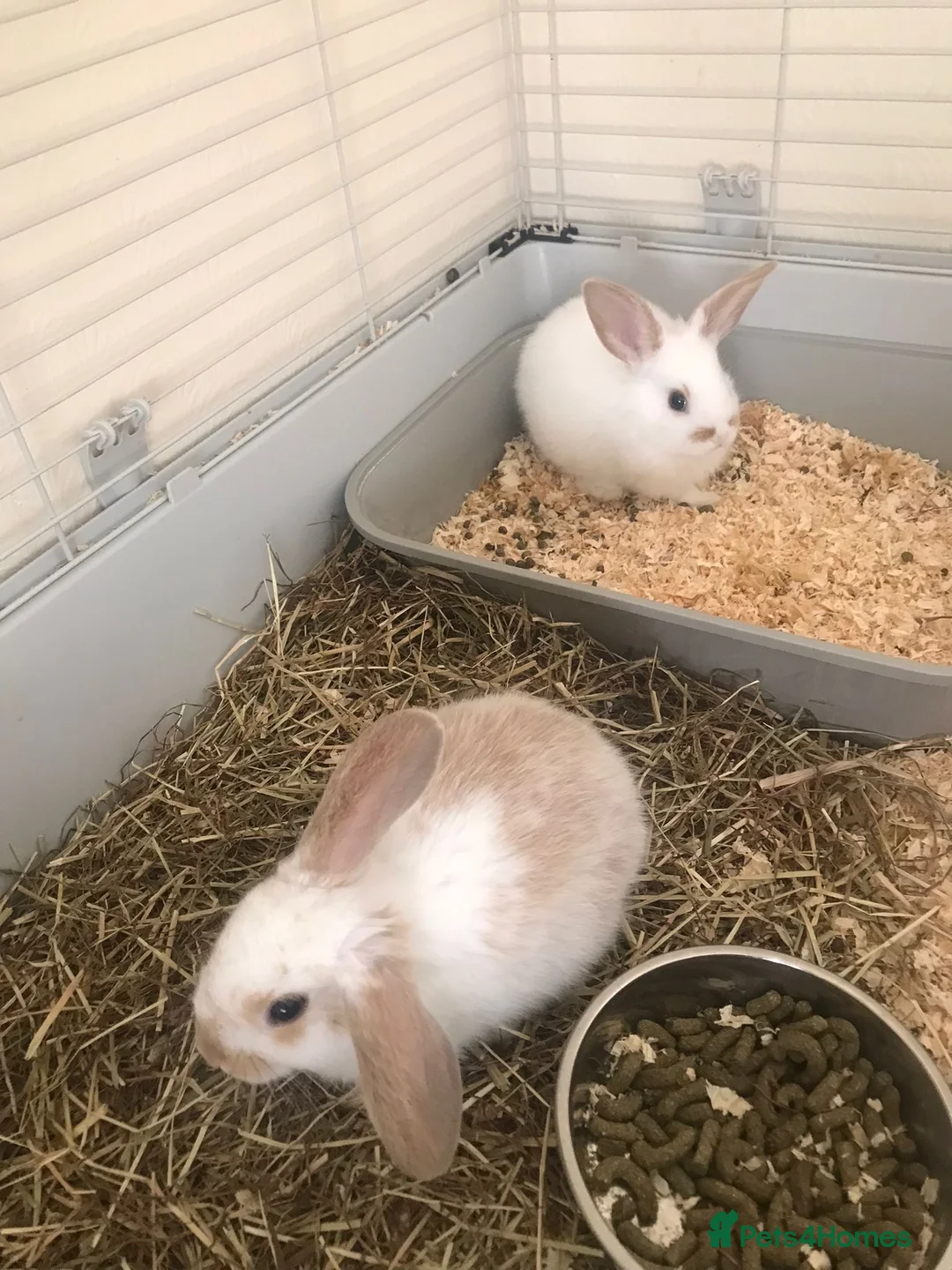 Mini Lop rabbits for sale: Baby rabbits  - Advert 2