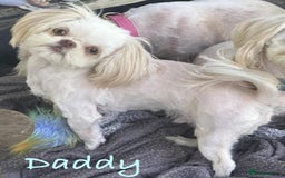 Shih Tzu dogs for sale: Lavender White Imperial Shih Tzu Puppies - Image 8