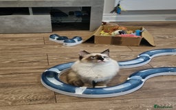 Ragdoll cats for sale: Ragdoll kittens  - Image 5