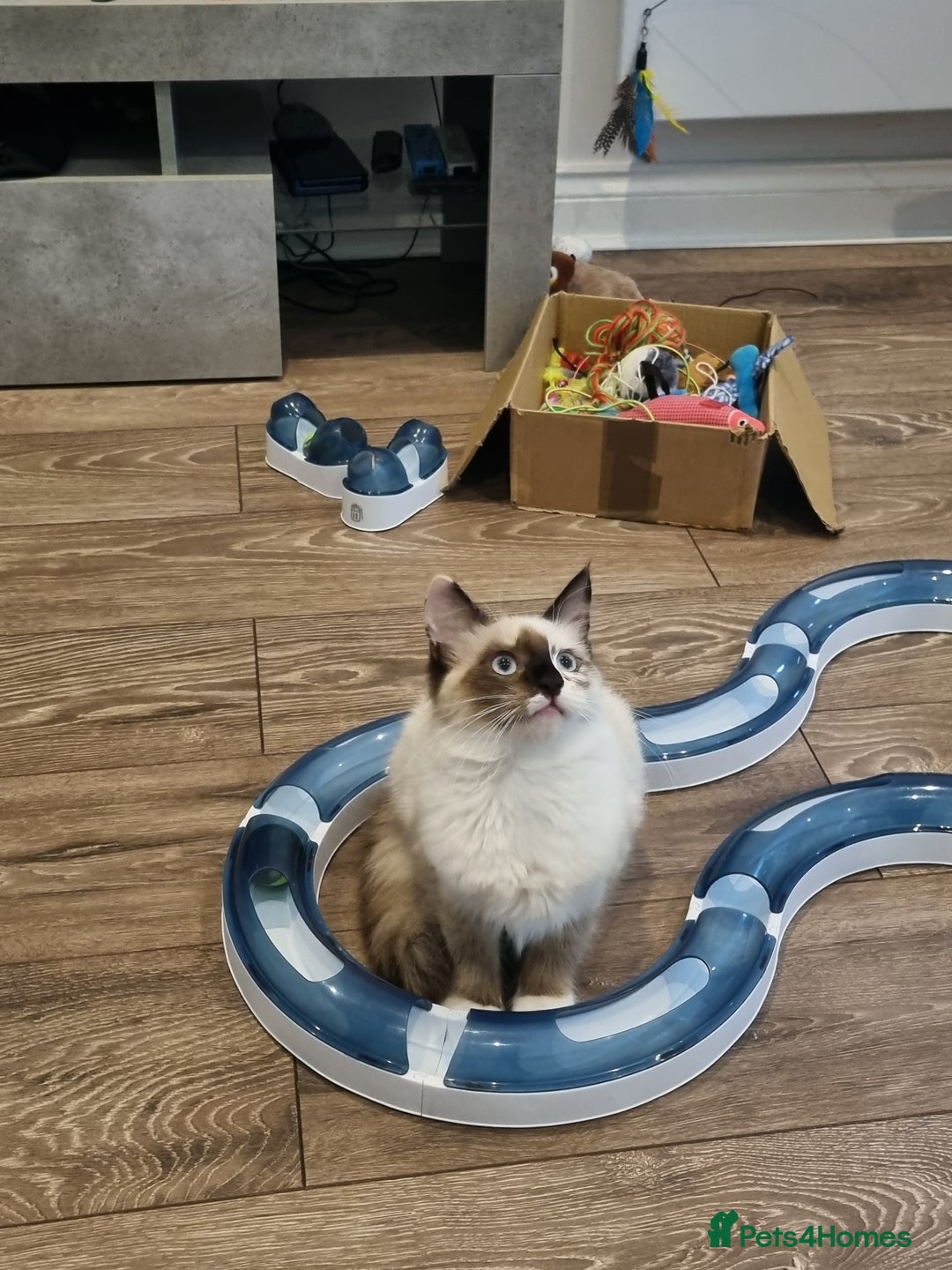 Ragdoll cats for sale: Ragdoll kittens  - Image 5