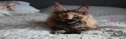 Maine Coon cats for sale: Maine coon kittens 🧡 - Advert 7