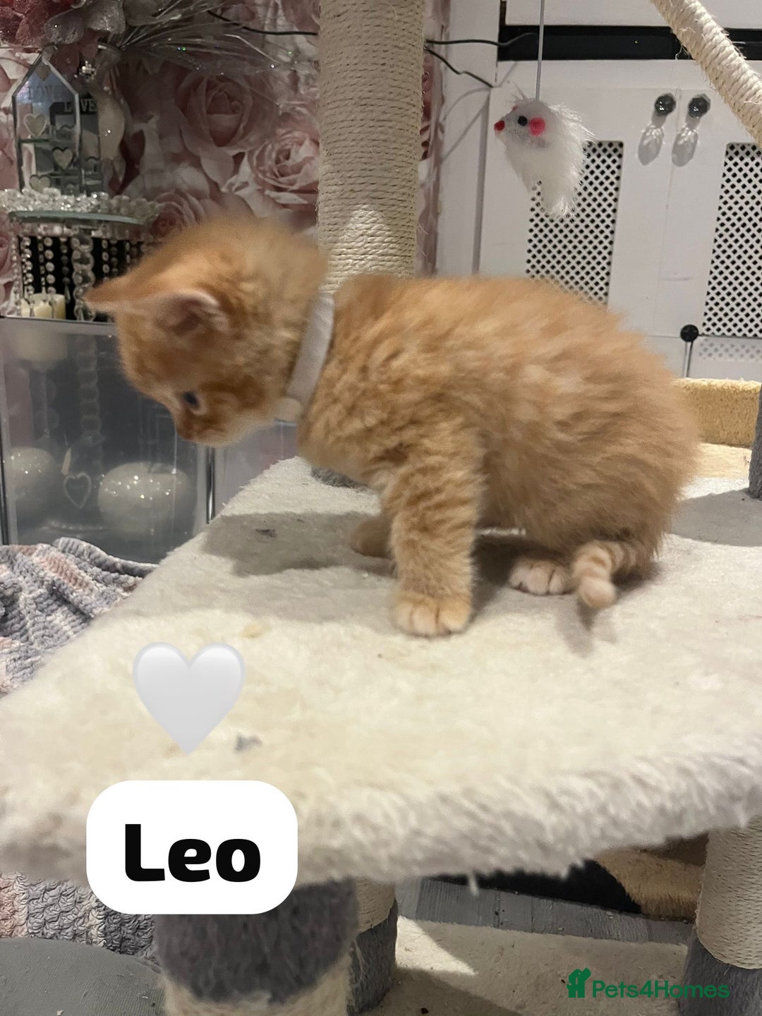 Mixed Breed cats for sale: 🐾 8 Beautiful kittens….🩵🩷 - Advert 16