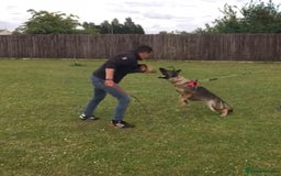 German Shepherd dogs for sale: KC German Shepherd Working line puppies 🐶  - Image 13