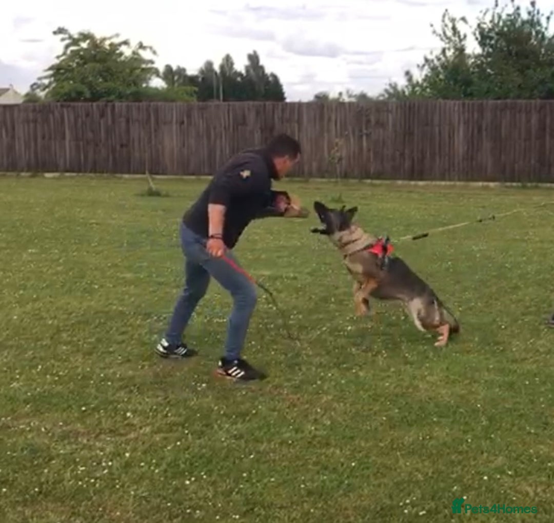 German Shepherd dogs for sale: KC German Shepherd Working line puppies 🐶  - Image 13