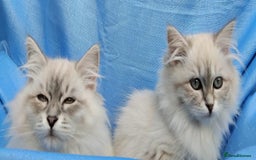 Siberian cats for sale: GCCF Registered Pure Siberian kittens For Sale.   - Image 4