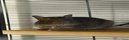 Degus rodents for sale: Two stunning male degus (ochre and slate)  - Advert 7
