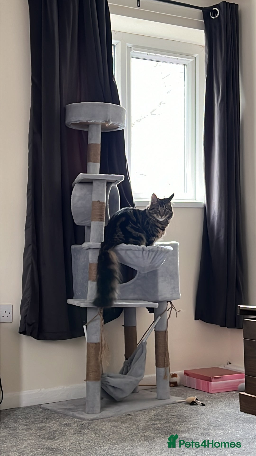 British Longhair cats for sale: 2 Year Old Domestic Long Hair - Image 7