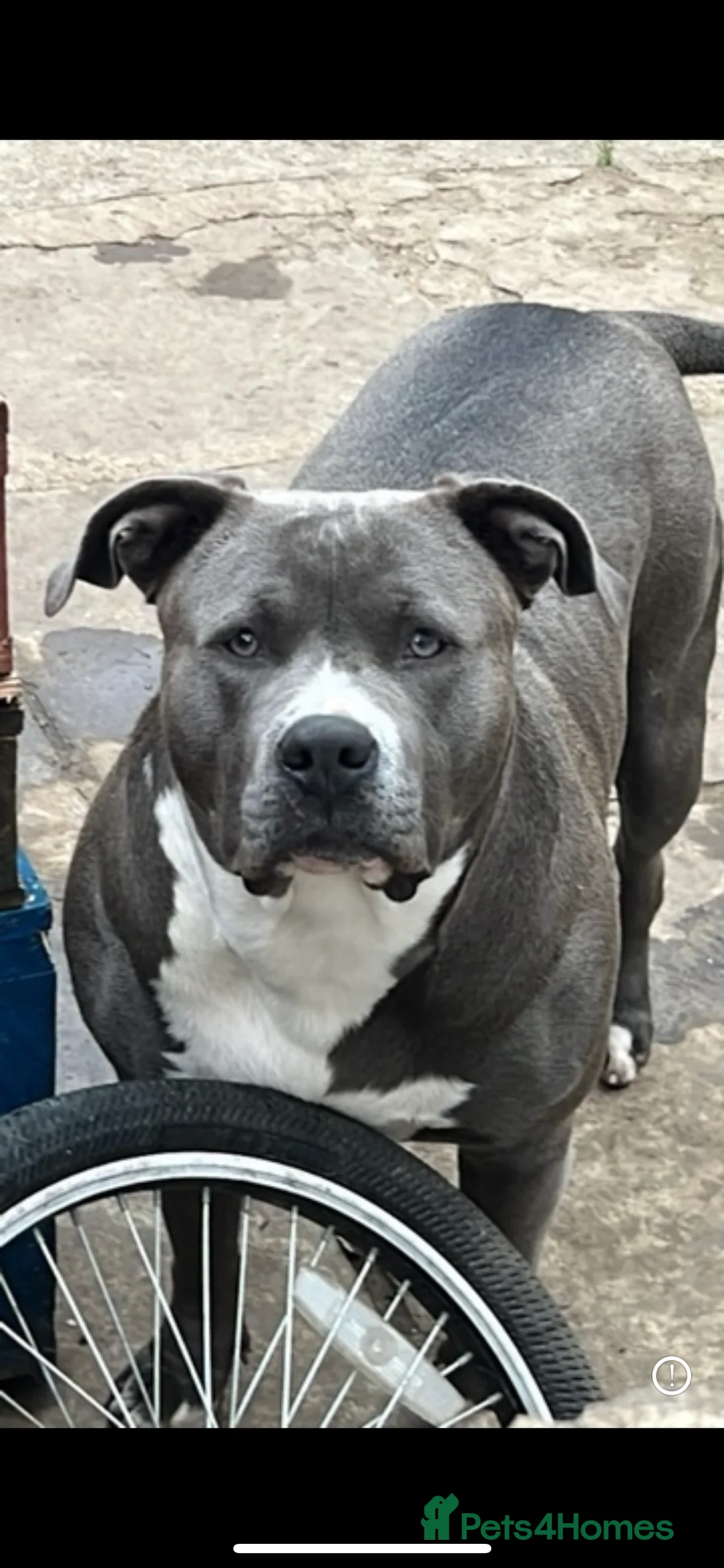 American Bully dogs for sale: Beautiful blue bully girl for sale  - Advert 2