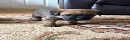 Border Terrier dogs for sale: Border terrier puppies in Consett - Advert 13