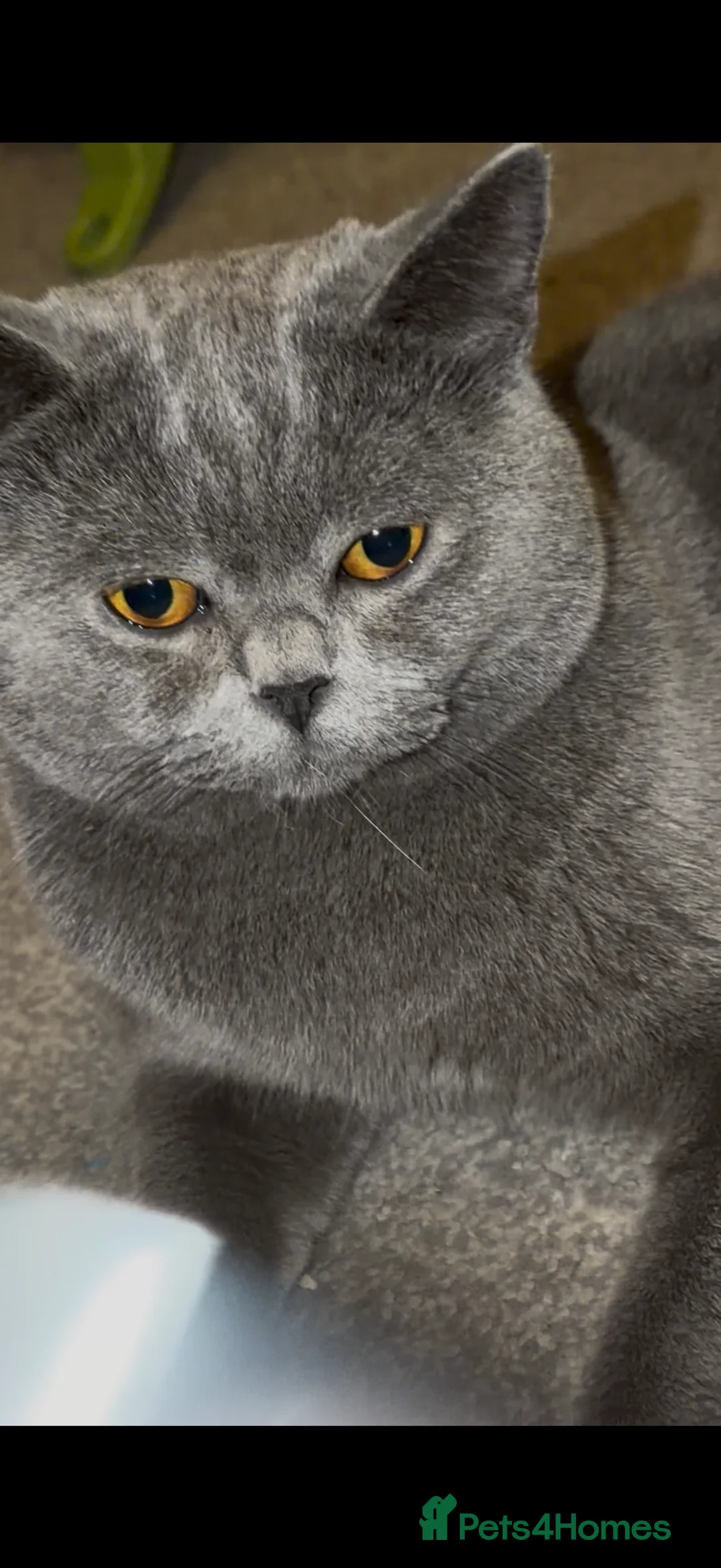 British Shorthair cats for sale: Blue British Shorthair  - Advert 5