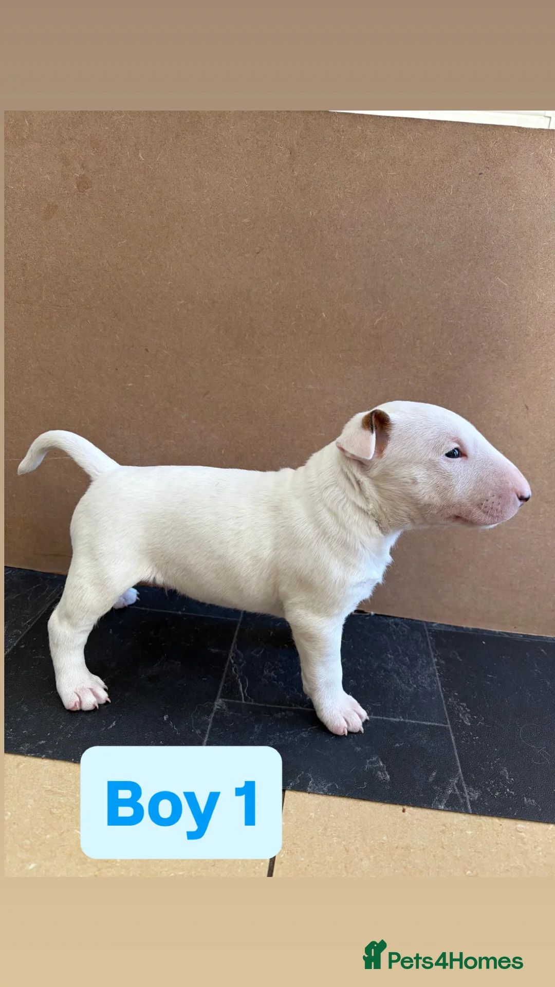 English Bull Terrier dogs for sale: 4 English Bull Terrier Puppies For Sale - Advert 2