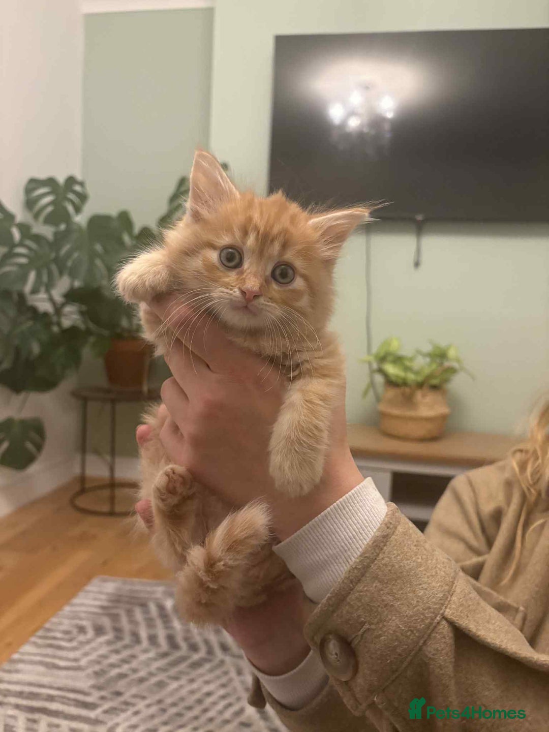 Maine Coon cats for sale: Maine coon xxx - Advert 16