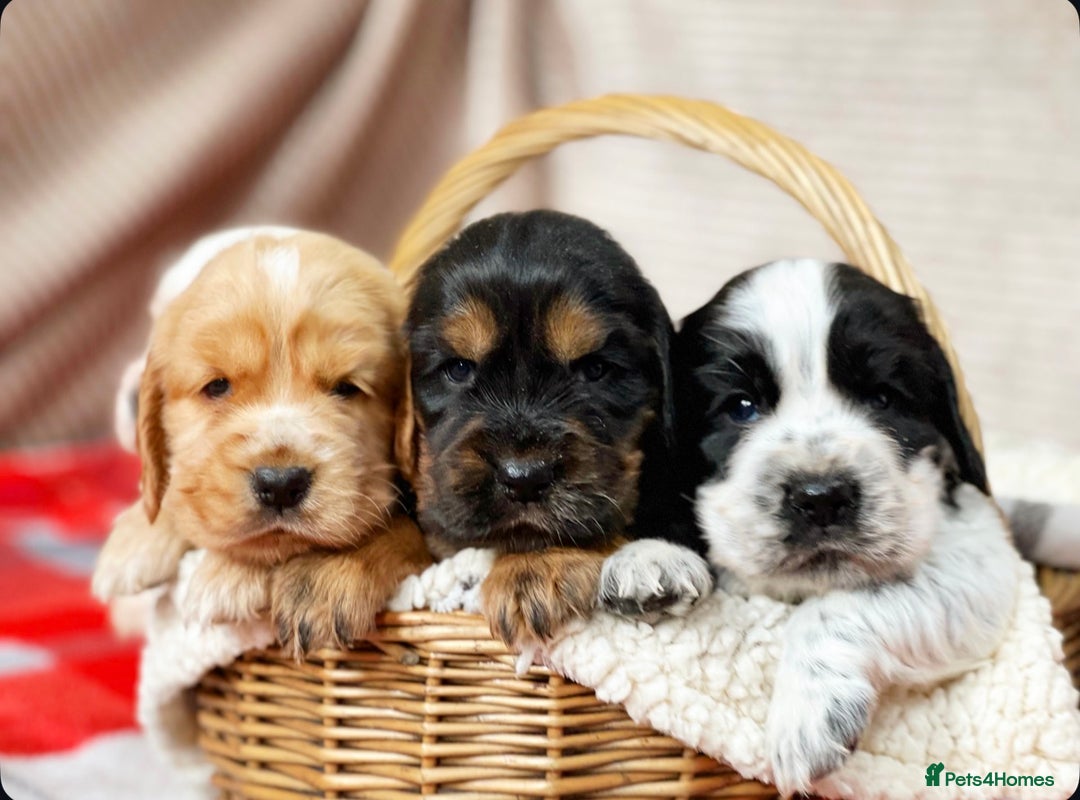 Cocker Spaniel dogs for sale: SHOW TYPE COCKER SPANIEL PUPPIES  - Advert 2