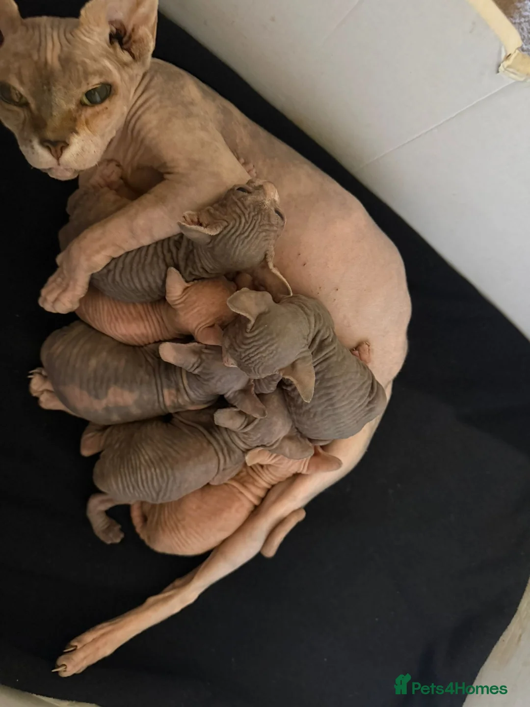 Sphynx cats for sale: Canadian sphinx  - Advert 1