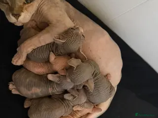 Sphynx cats Canadian sphinx - Advert 1