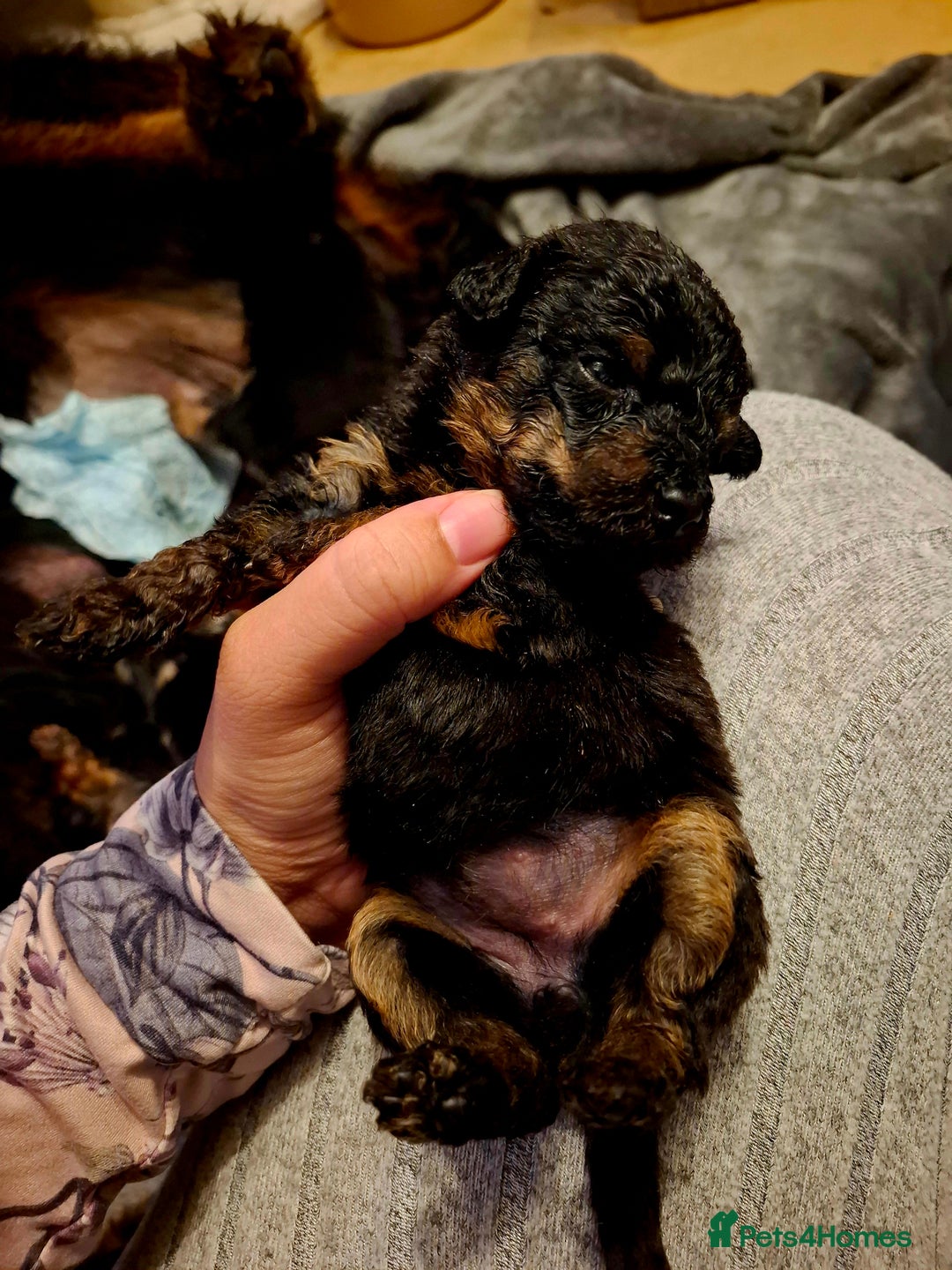 Mixed Breed dogs for sale: F1b health tested Rottiepoo puppies - Advert 6