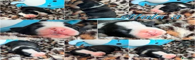 Staffordshire Bull Terrier Puppy 3