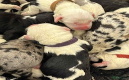 Sheepadoodle dogs for sale: unique midi sheepadoodle babies - Image 11