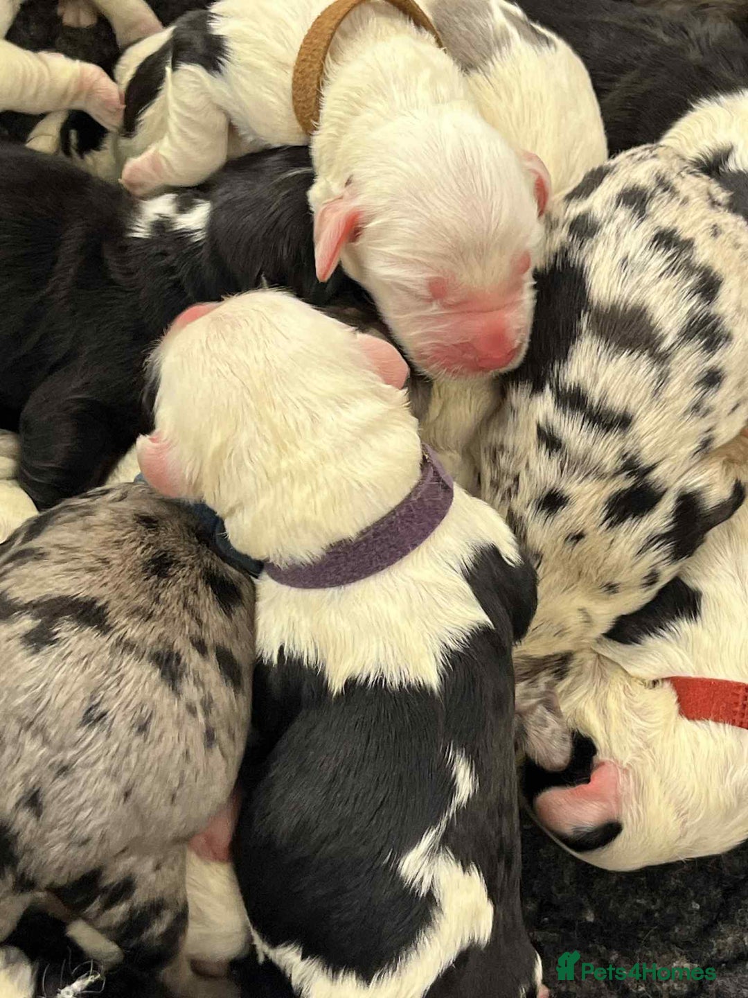 Sheepadoodle dogs for sale: unique midi sheepadoodle babies - Image 11