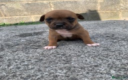 Staffordshire Bull Terrier dogs for sale: Staffy pups for sale - Image 4