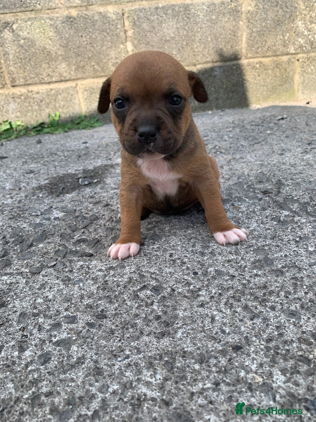 Staffordshire Bull Terrier dogs for sale: Staffy pups for sale - Image 4