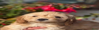 Cockapoo 7