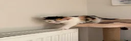 Mixed Breed cats for sale: 4 little kittens on sale in Chelmsford - Advert 11