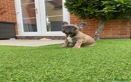 French Bulldog dogs for sale: 1 Female French Bulldog Puppy remaining  - Image 12