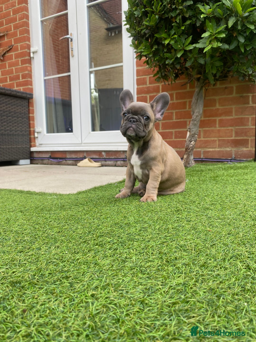 French Bulldog dogs for sale: 1 Female French Bulldog Puppy remaining  - Image 12