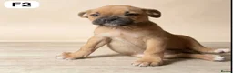 American Bulldog dogs for sale: American Bulldog Puppies - Advert 8