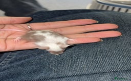 Mouse rodents for sale: Baby mice males and females  in Honiton - Image 17
