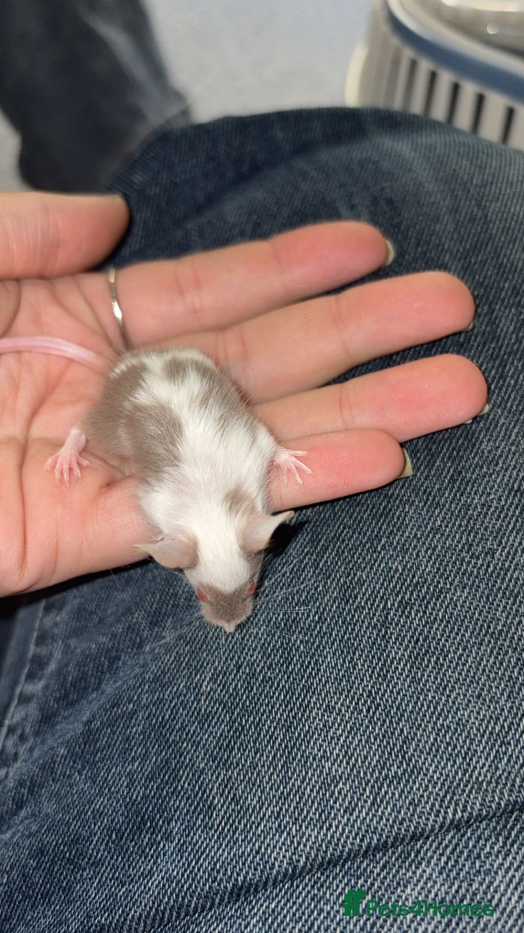 Mouse rodents for sale: Baby mice males and females  in Honiton - Image 17