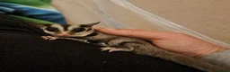 Sugar Glider rodents for sale: Bond pair of Male suger gliders. Both nurtured.  in Lincoln - Advert 9