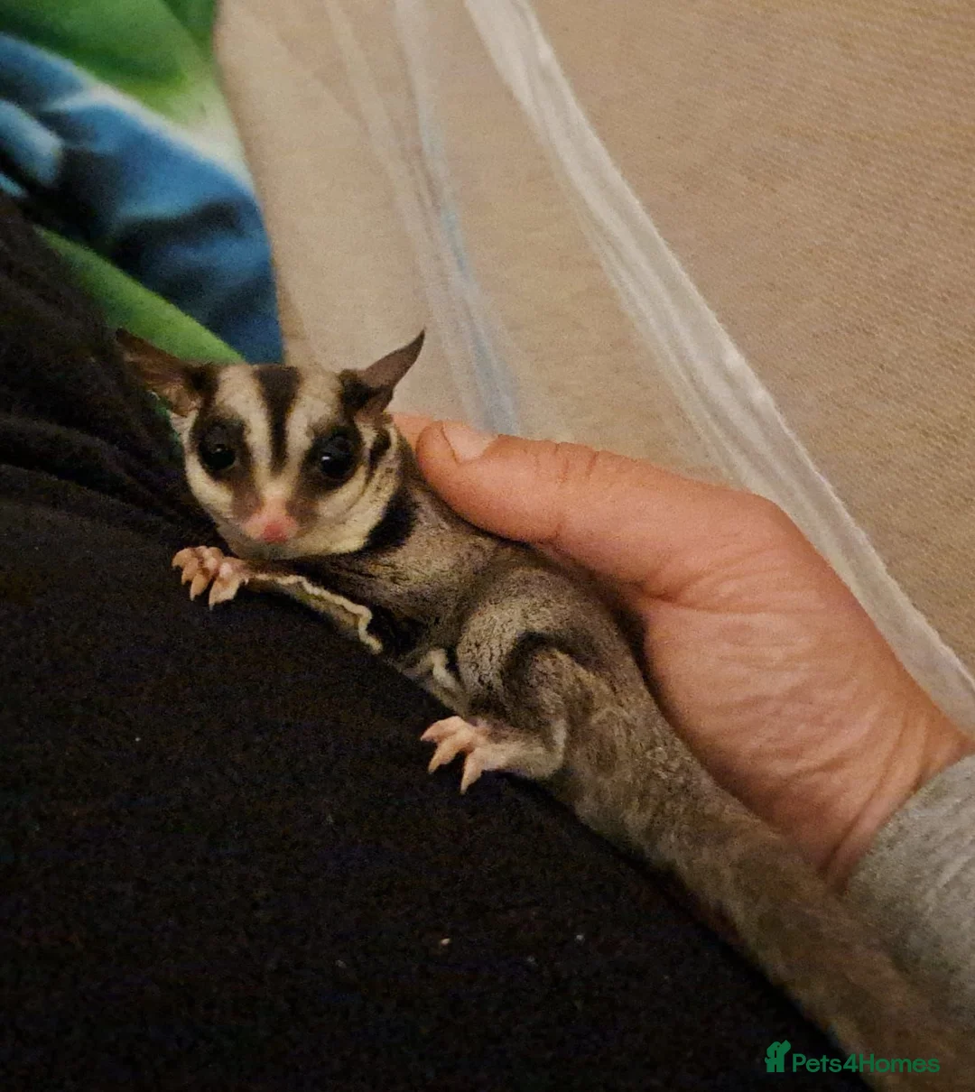 Sugar Glider rodents for sale: Bond pair of Male suger gliders. Both nurtured.  in Lincoln - Advert 9