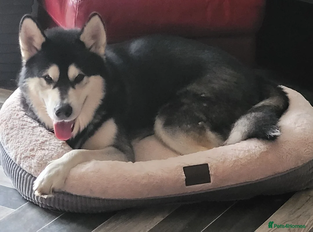 Alaskan Malamute dogs for stud: "Proven" Alaskan malamute for stud  in Sheffield - Advert 2