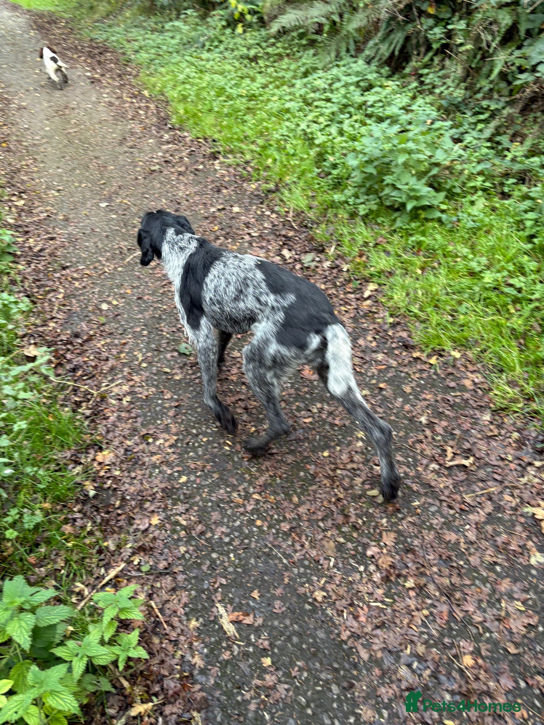 German Wirehaired Pointer dogs for sale: Mabel - Image 2