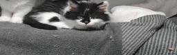 Mixed Breed cats for sale: 🐾 Adorable fluffy Kittens–Ready to leave now.🐾  - Advert 17