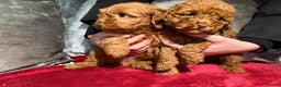 Cockapoo dogs for sale: Red cockerpoo pups for rehoming  - Advert 3