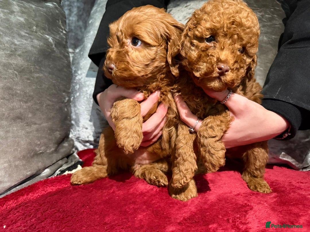 Cockapoo dogs for sale: Red cockerpoo pups for rehoming  - Advert 3