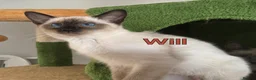 Ragamese cats for sale: Gorgeous Ragamese Boy-Ready To Leave - Advert 1