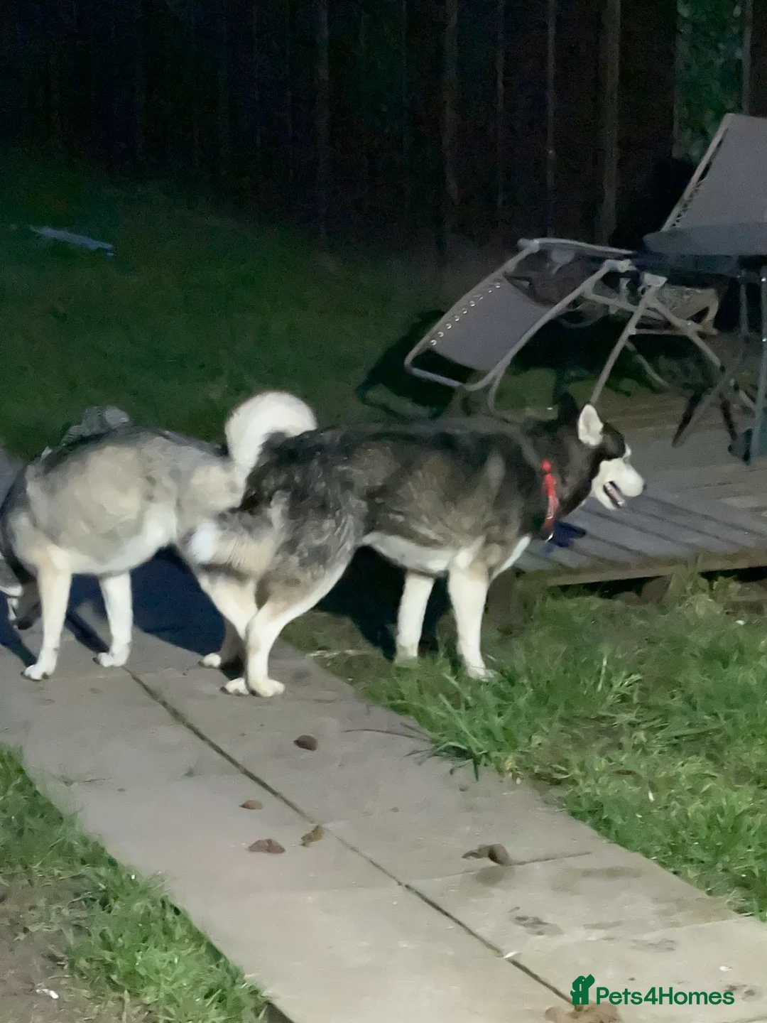 Siberian Husky dogs for stud: 🐺Lucky🐺 in Birmingham - Advert 18