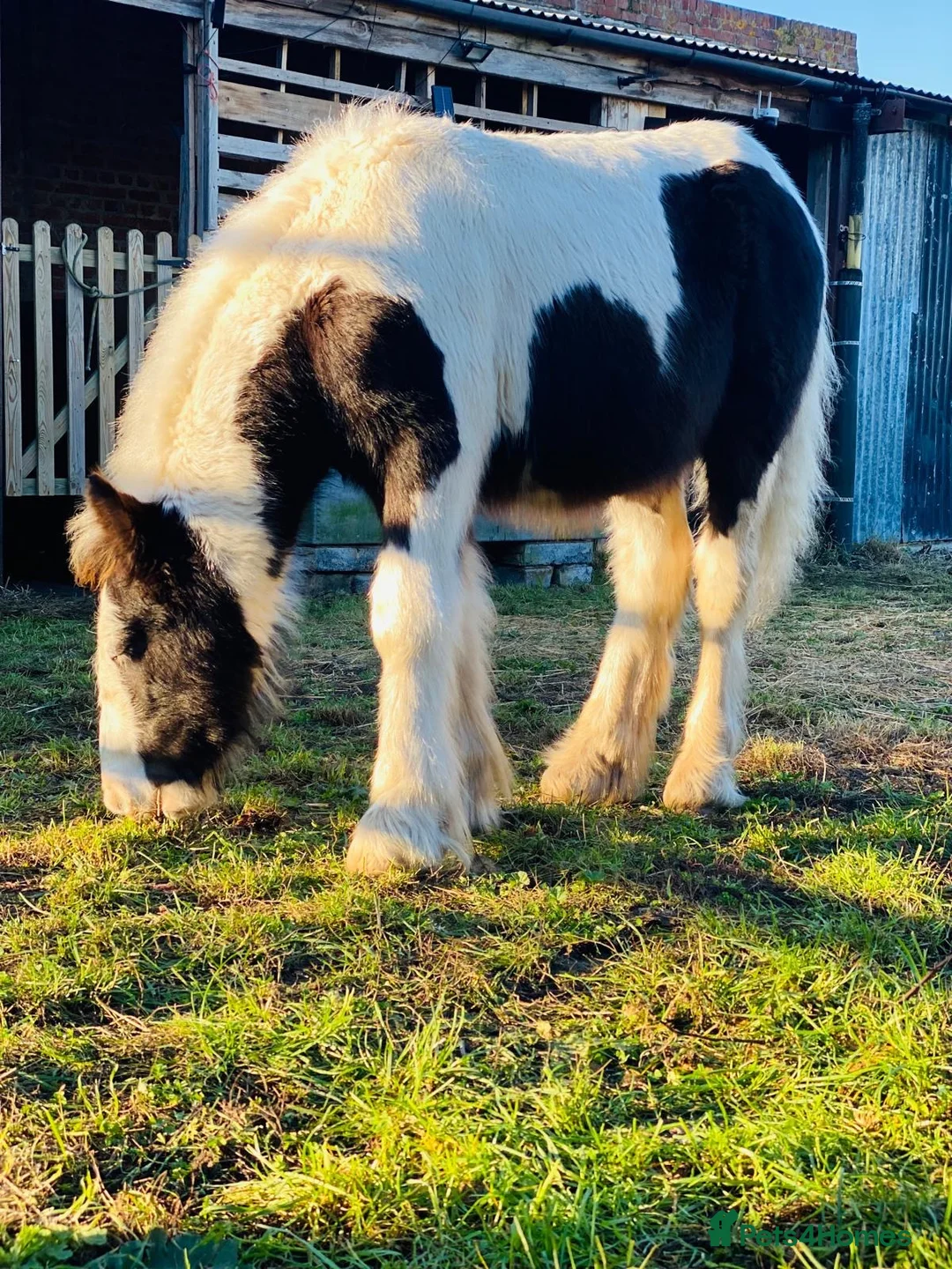 Other Breed horses for sale: 2mini cobs - Advert 8