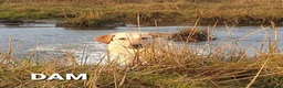 Labrador Retriever dogs for sale: Working Labrador puppies, Gun dog Mather  - Advert 4