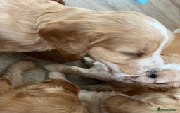 Cockapoo dogs for sale: 7 beautiful cockapoos baby’s  - Image 24