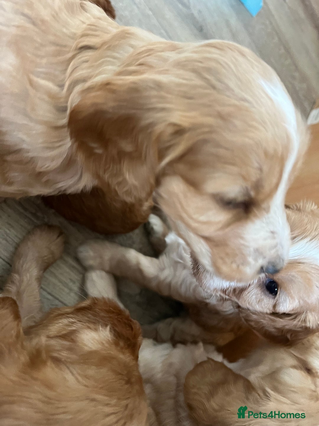 Cockapoo dogs for sale: 7 beautiful cockapoos baby’s  - Image 24